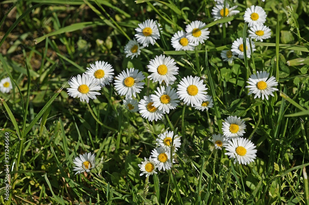 Daisies, bellis perennis, Normandy