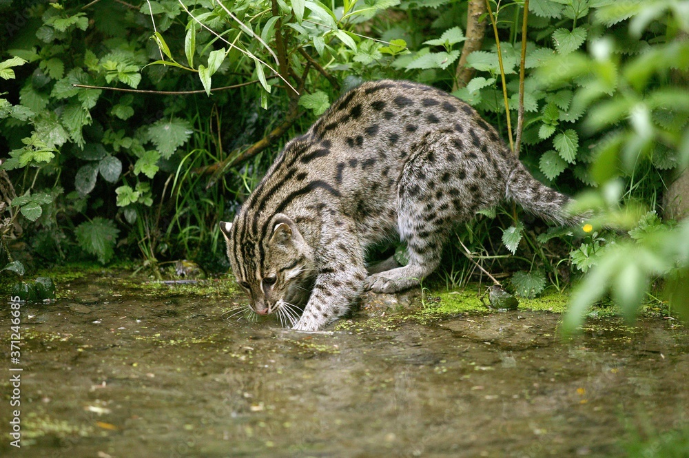 Obraz premium Fishing Cat, prionailurus viverrinus, Adult standing in Water, Fishing