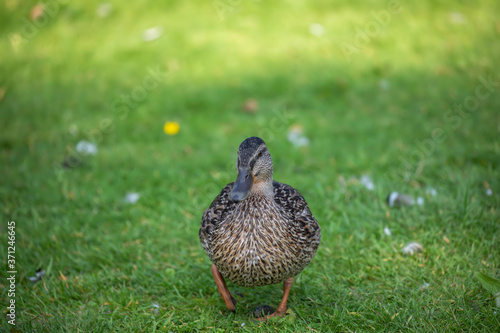 Obraz na płótnie mallard duck, Anas platyrhynchos, close up walking on grass. w salonie