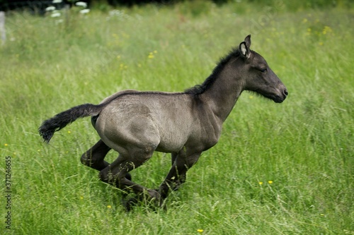 Foal Galloping through Pasture