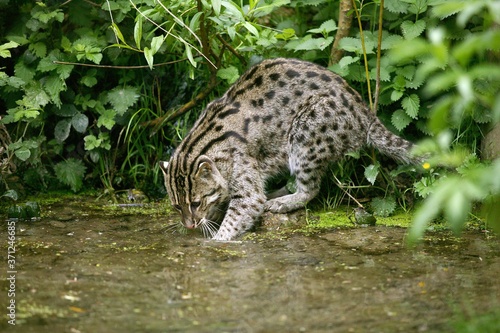 Fishing Cat  prionailurus viverrinus  Adult standing in Water  Fishing