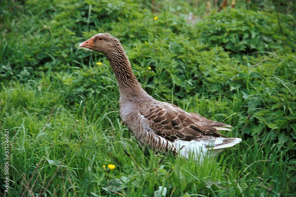 Toulouse Goose, Breed producing Pate de Foie Gras in France Toulouse Goose, Breed producing Pate de Foie Gras in France
