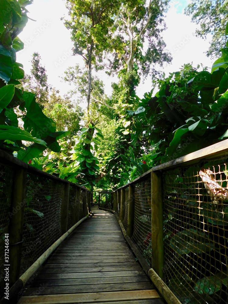 jungle path jungle path