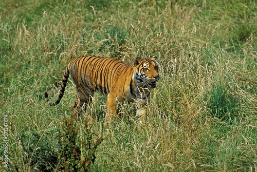 Bengal Tiger, panthera tigris tigris, Adult standing in Long Grass