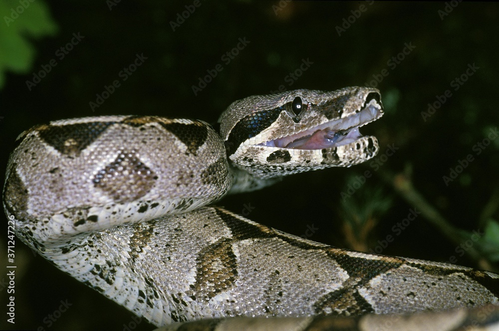 Obraz premium Boa Constrictor, boa constrictor, Adult in Defensive Posture