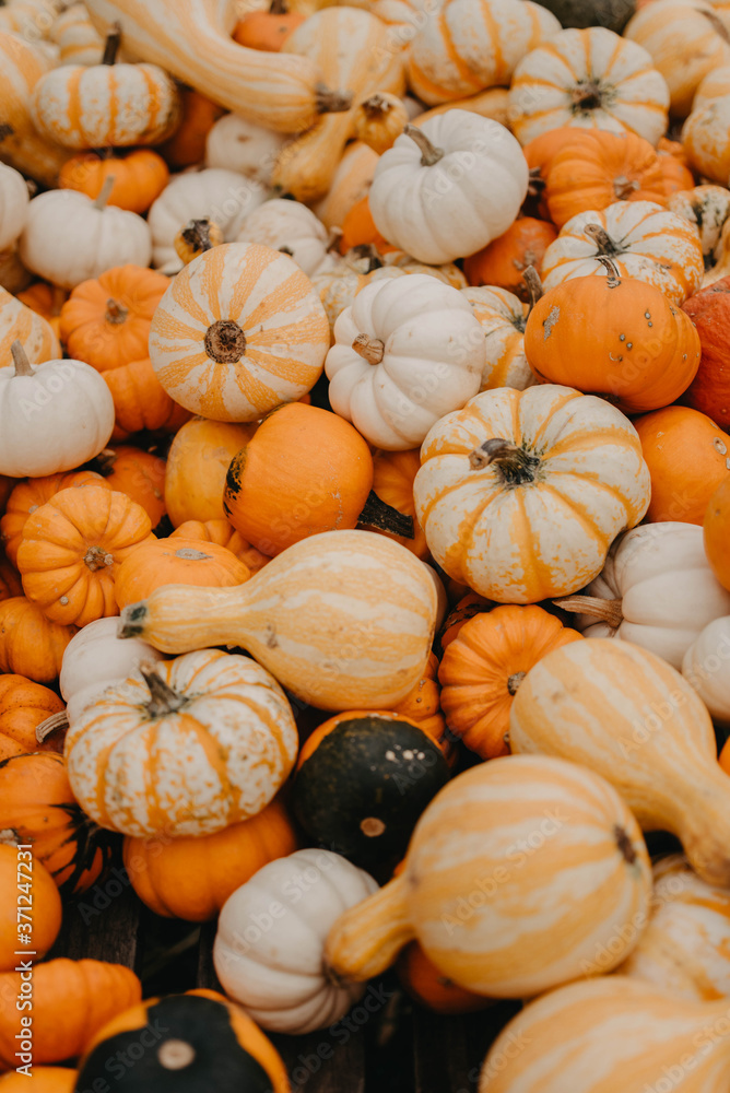 Pumpkins at a farm Pumpkins at a farm