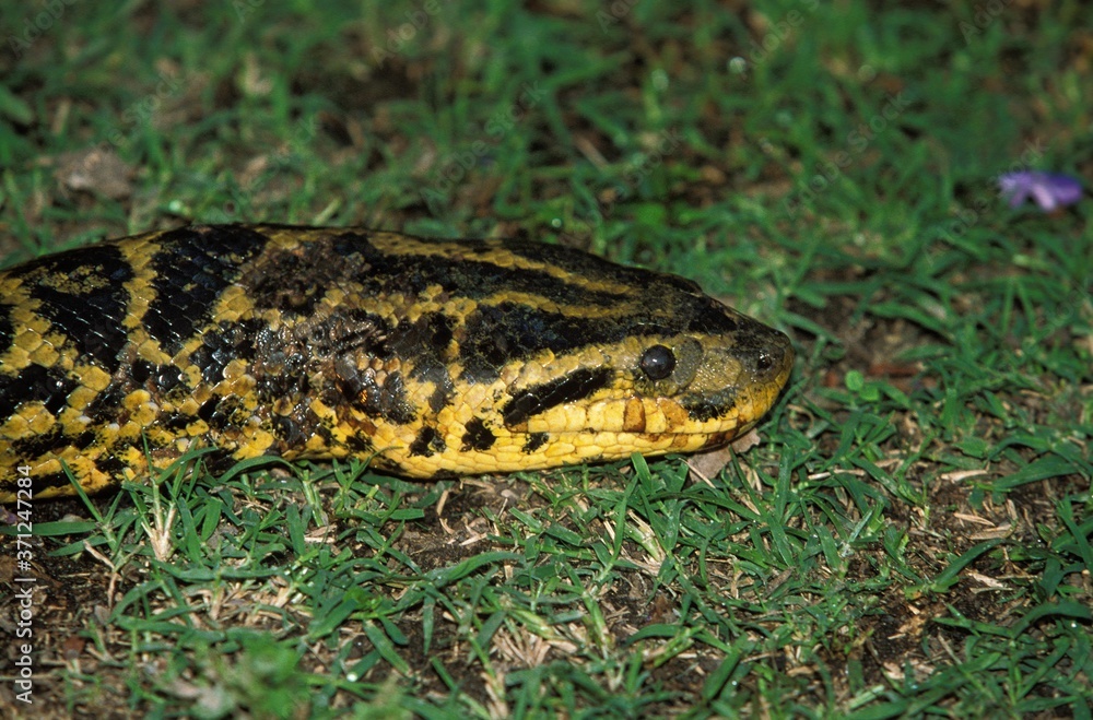 Green anaconda, eunectes murinus, Close up of Head, Pantanal in Brazil Green anaconda, eunectes murinus, Close up of Head, Pantanal in Brazil