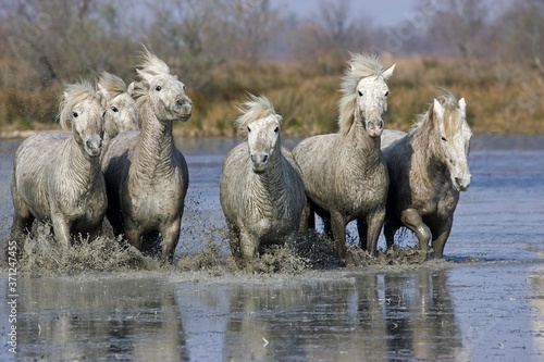 Fototapeta Naklejka Na Ścianę i Meble -  Camargue Horse, Herd standing in Swamp, Camargue in the South of France