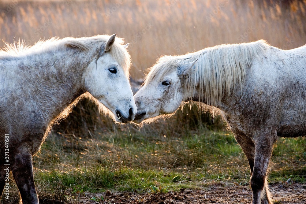Camargue Horses standing in Swamp, Camargue in the South of France Camargue Horses standing in Swamp, Camargue in the South of France