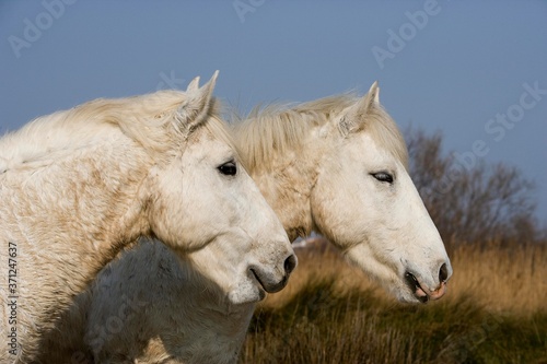 Camargue Horse, Les Saintes Maries de la Mer, Camargue in the South of France © slowmotiongli