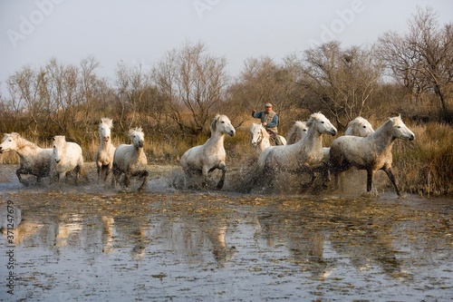 Fototapeta Naklejka Na Ścianę i Meble -  Camargue, Gardian with Herd standing in Swamp, Camargue in the South of France