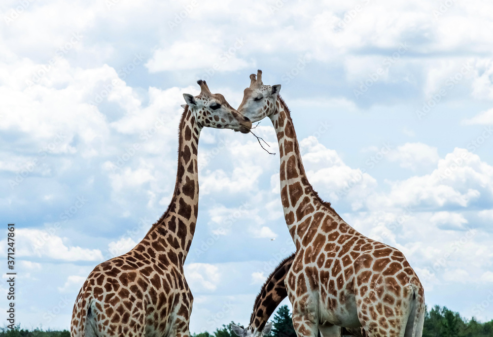 Obraz premium Wild Animal Giraffe Couple in Hamilton Lion Safari, Ontario, Canada