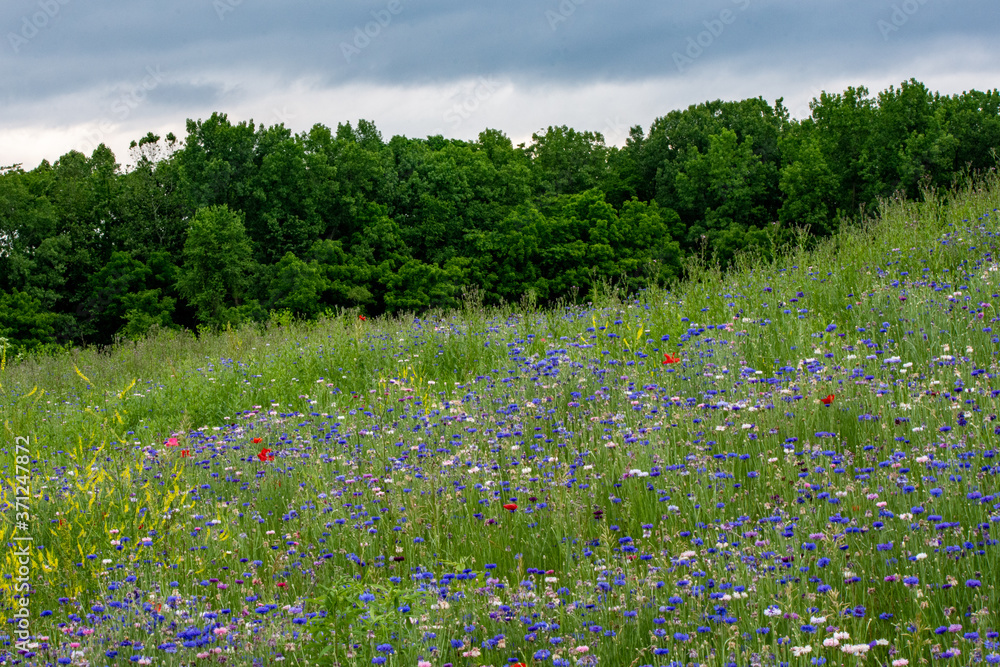 Fototapeta premium Summer Meadow with Cornflowers and Poppies