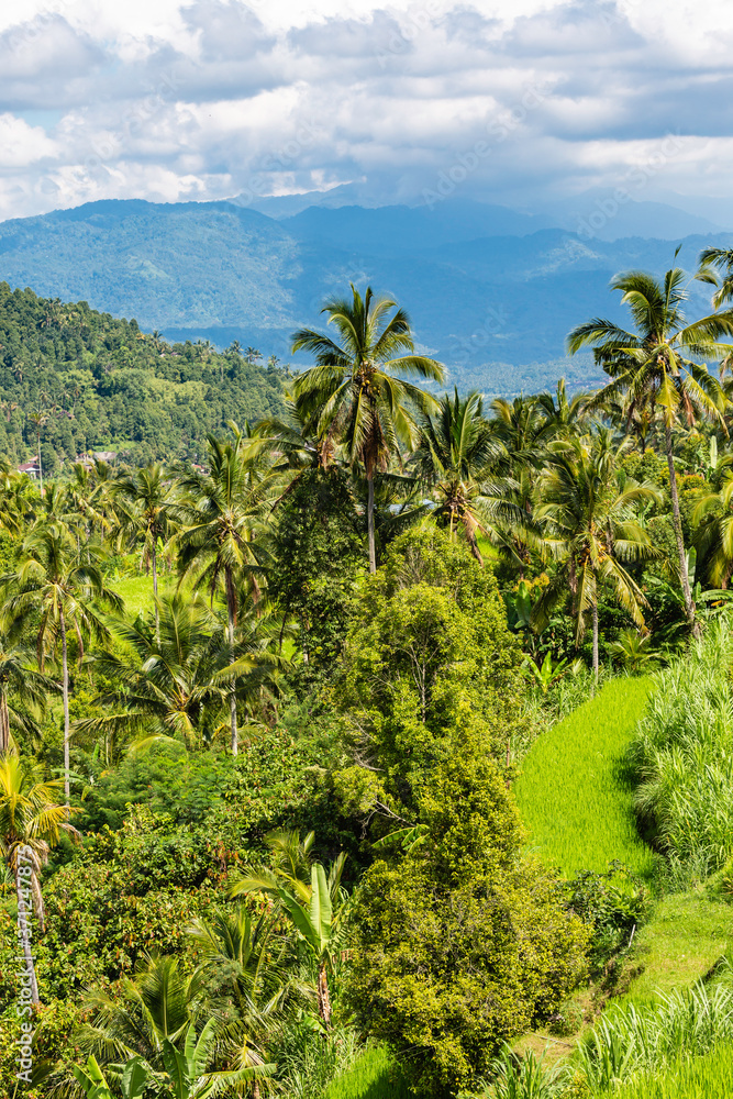 Munduk is a small village located in the mountains of Bali. The village itself is not very interesting, but the beautiful surroundings make it a very nice destination. Munduk is a small village located in the mountains of Bali. The village itself is not very interesting, but the beautiful surroundings make it a very nice destination.