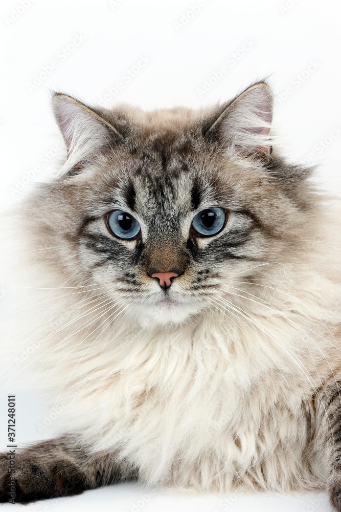 Seal Tabby Point Neva Masquerade Siberian Domestic Cat, Portrait of against White Background Seal Tabby Point Neva Masquerade Siberian Domestic Cat, Portrait of against White Background