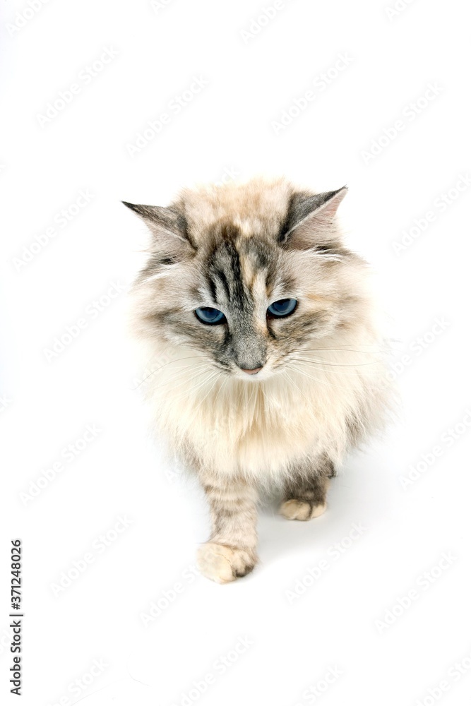 Seal Tabby Point and White Siberian Domestic Cat, Female standing against White Background
