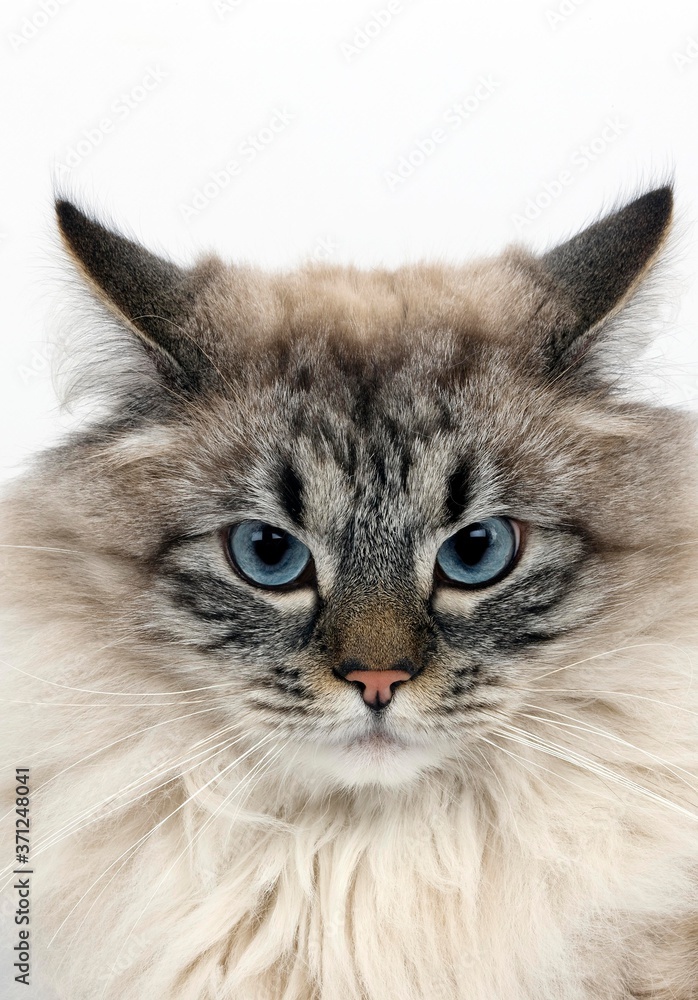 Seal Tabby Point Neva Masquerade Siberian Domestic Cat, Portrait of Male against White Background