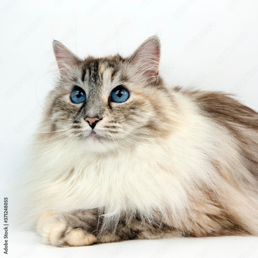 Seal Tabby Point and White Siberian Domestic Cat, Female laying against White Background