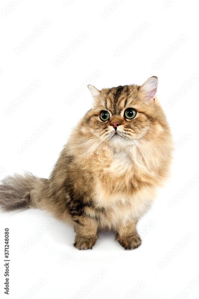 Golden Persian Domestic Cat sitting against White Background