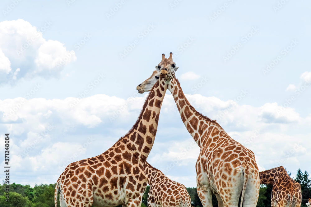 Obraz premium Wild Animal Giraffe Couple in Hamilton Lion Safari, Ontario, Canada