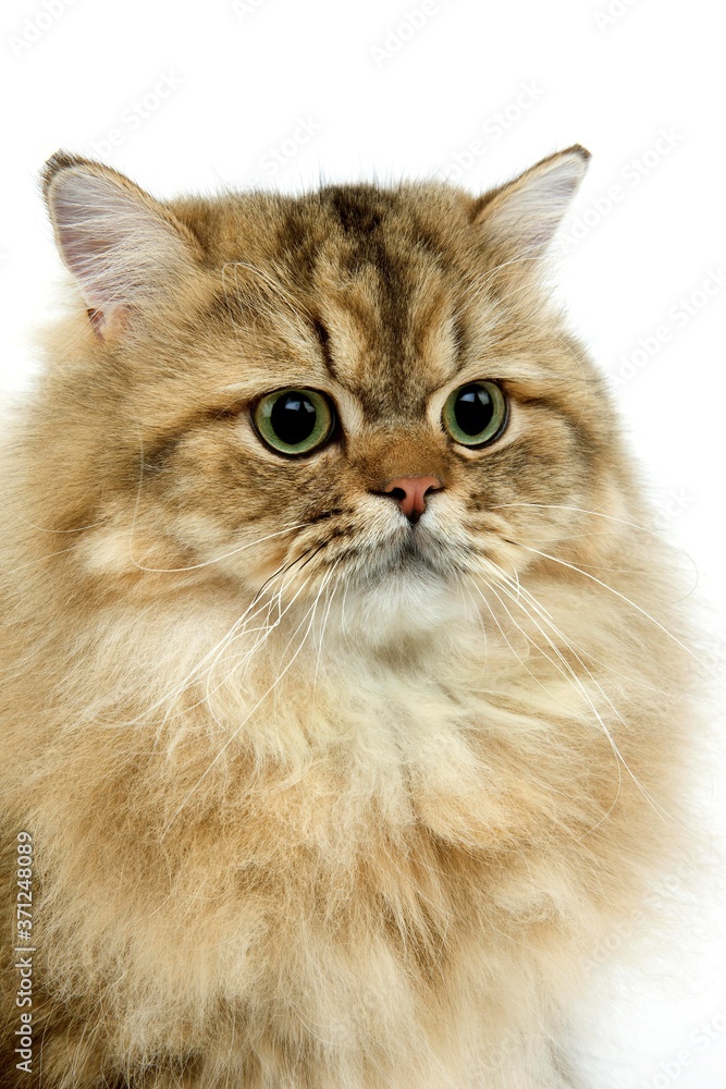 Golden Persian Domestic Cat, Portrait against White Background