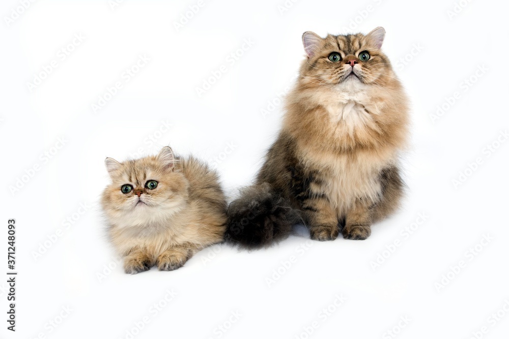 Golden Persian Domestic Cat standing against White Background Golden Persian Domestic Cat standing against White Background