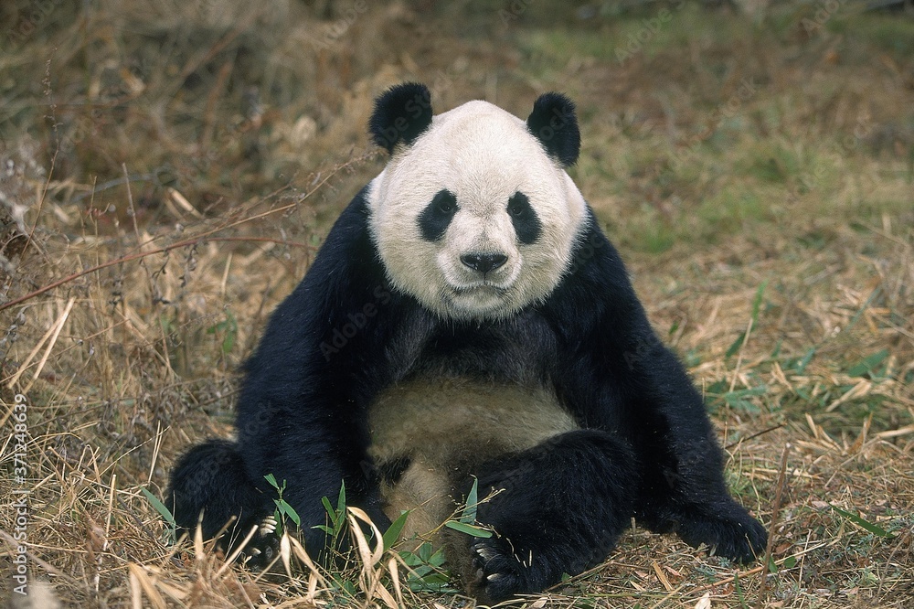 Obraz premium Giant Panda, ailuropoda melanoleuca, Adult sitting, Wolong Reserve in China