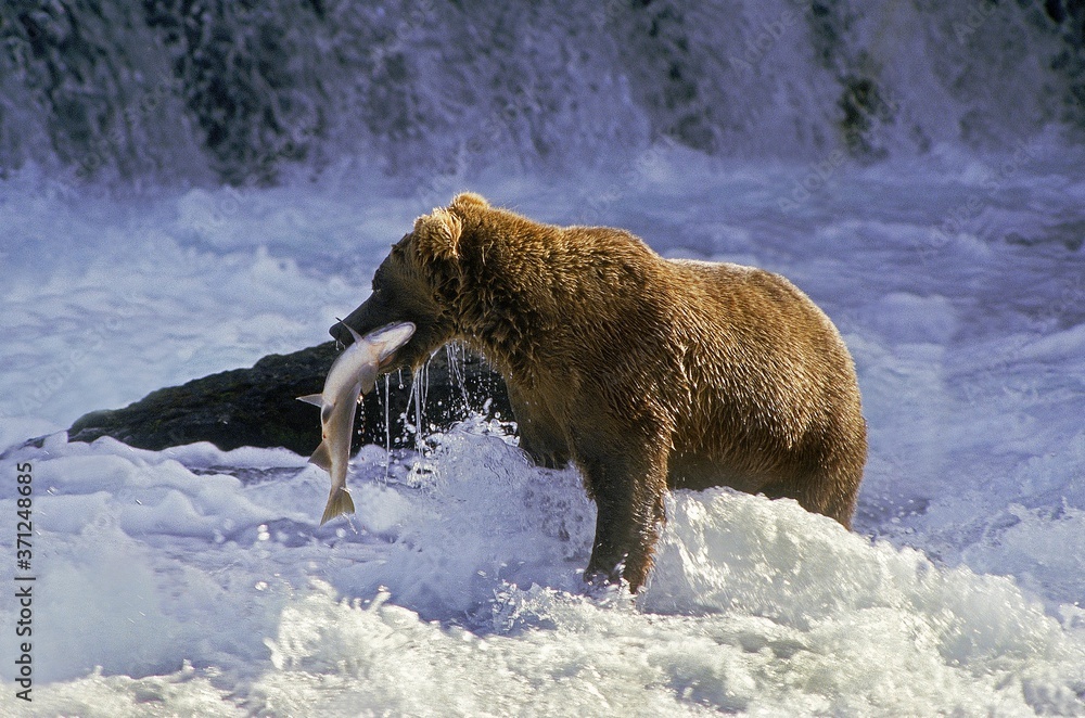 Grizzly Bear, ursus arctos horribilis, Adult standing in River, Fishing Salmon, Katmai park in Alaska Grizzly Bear, ursus arctos horribilis, Adult standing in River, Fishing Salmon, Katmai park in Alaska