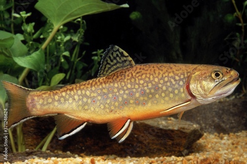 Valokuva Brook Trout, salvelinus fontinalis