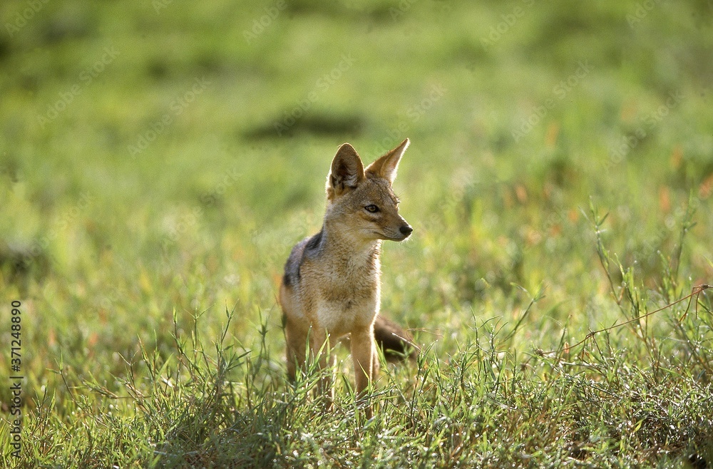 Black-backed Jackal, canis mesomelas, Masai Mara Park in Kenya Black-backed Jackal, canis mesomelas, Masai Mara Park in Kenya