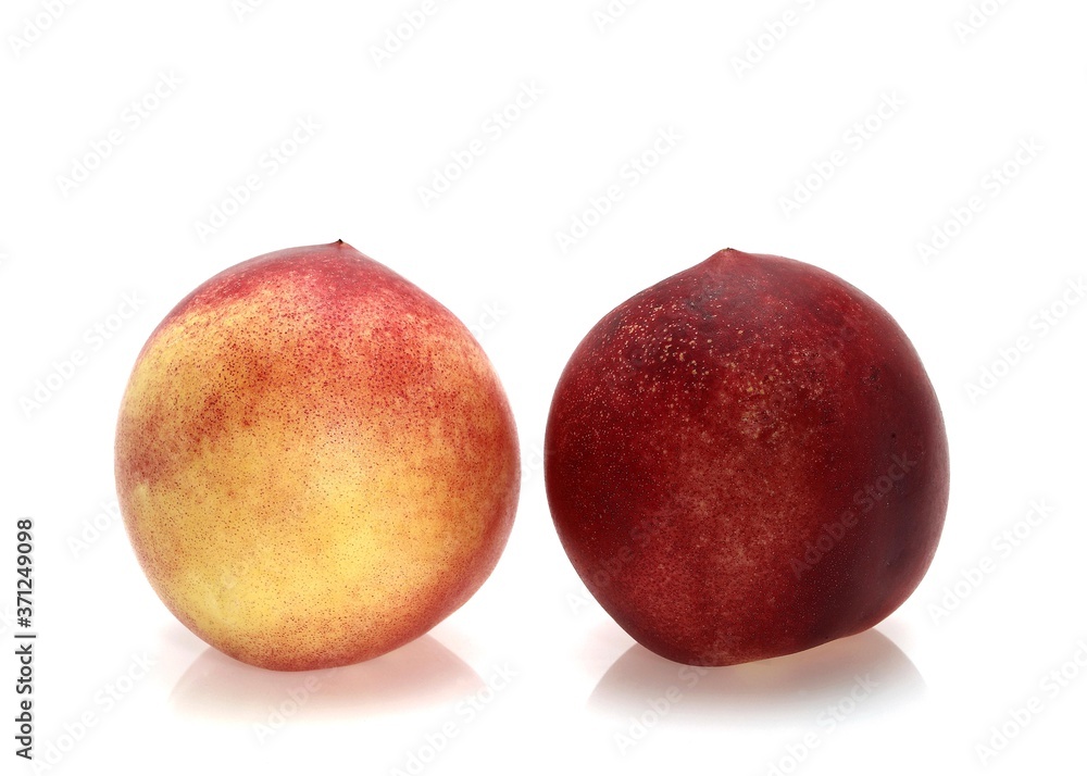 Peachs, persica vulgaris against White Background Peachs, persica vulgaris against White Background