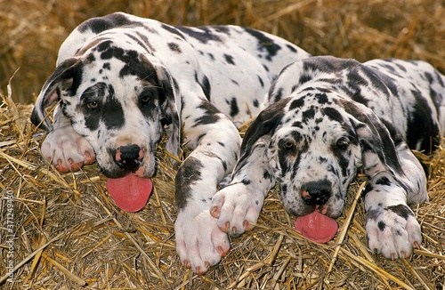 Wallpaper Mural Great Dane or German Mastiff, Puppies laying on Straw Torontodigital.ca