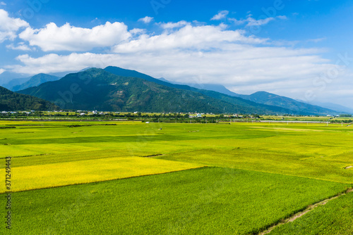 A large area of rice fields with mountains background under the blue sky in Hualien, Taiwan. © BINGJHEN