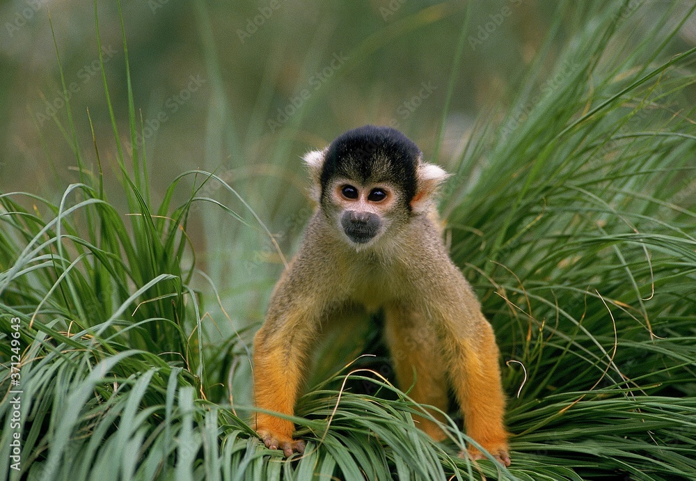 Fototapeta premium Squirrel Monkey, saimiri sciureus, Adult standing in Long Grass