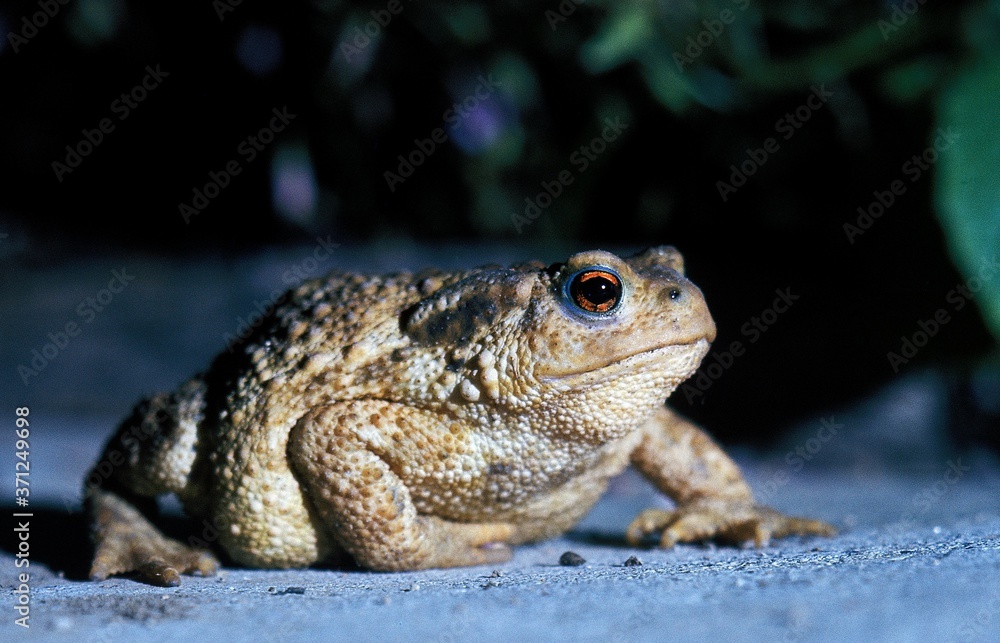 Obraz premium Common Toad, bufo bufo, Adult crossing Road