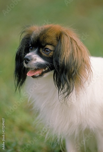 Phalene or Continental Toy spaniel photo