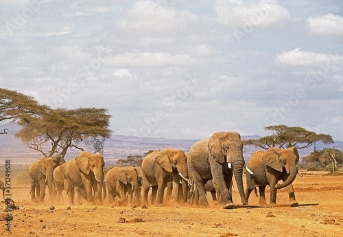 African Elephant, loxodonta africana, Herd at Samburu Park in Kenya