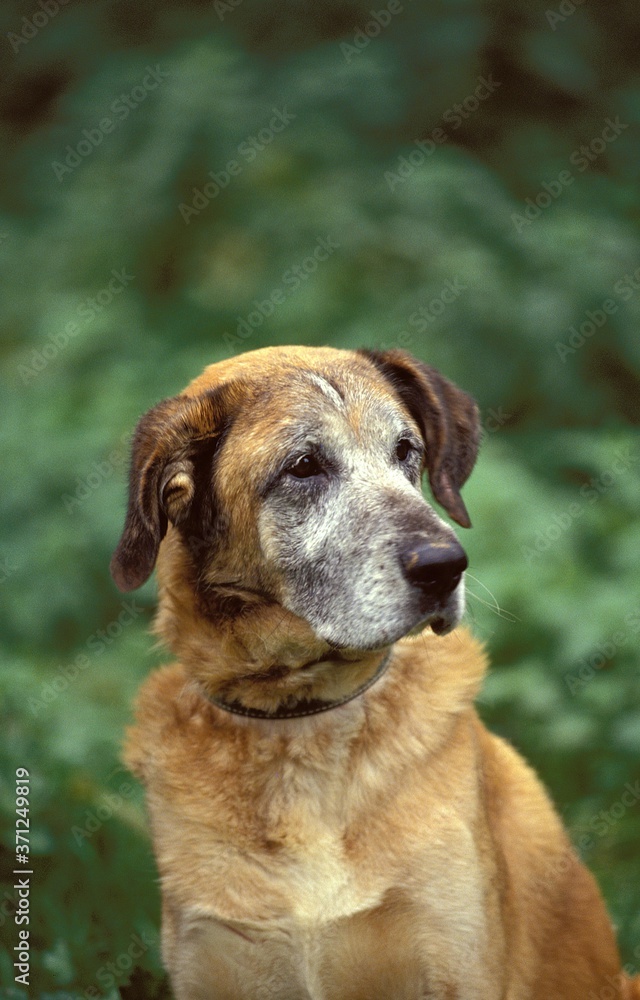 Portrait of Old Dog