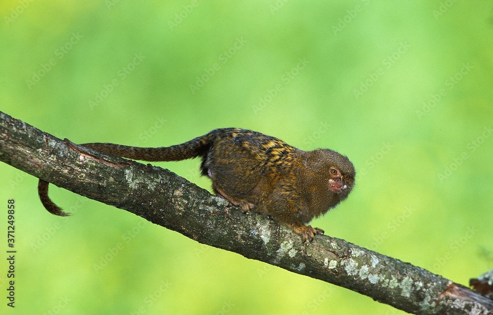 Pygmy Marmoset, callithrix pygmaea, Adult standing on Branch