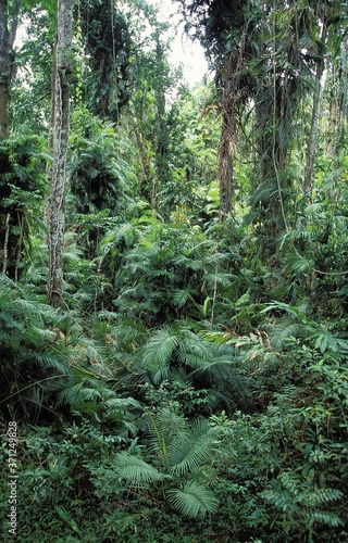 Rainforest in the North of Australia