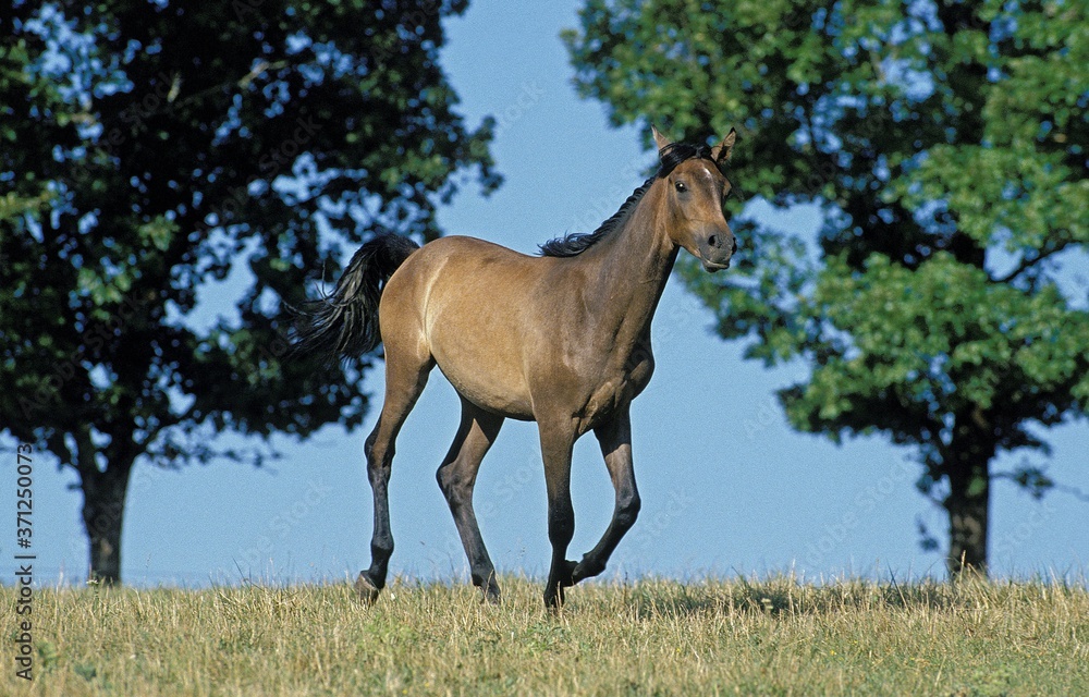 Obraz premium Arabian Horse