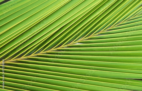 Close up showing Structure of a Leaf