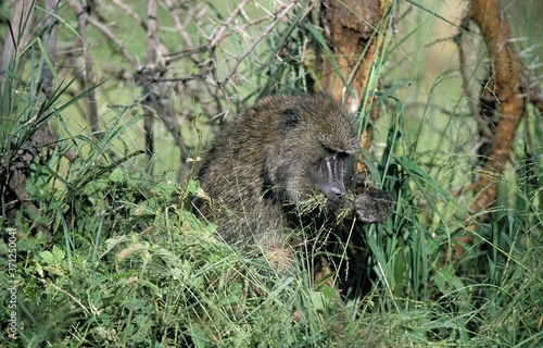 Olive Baboon, papio anubis, Male eating Plants, Masai Mara Park in Kenya