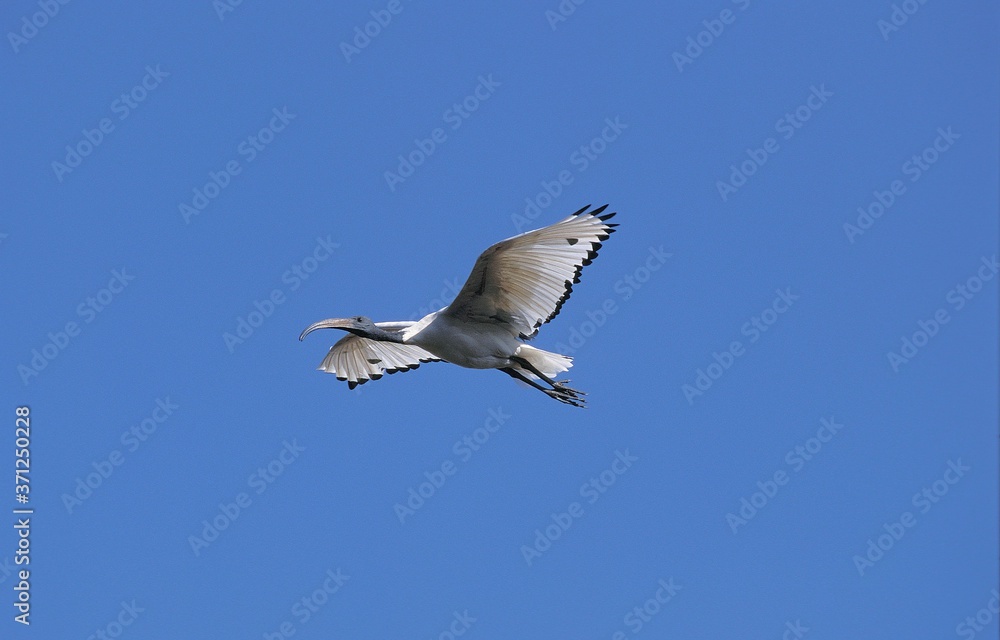 Obraz premium Sacred Ibis, threskiornis aethiopica, Adult in Flight against Blue Sky, Kenya