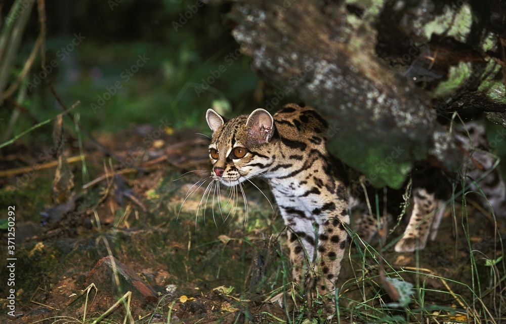 Obraz premium Margay Cat, leopardus wiedi, Adult