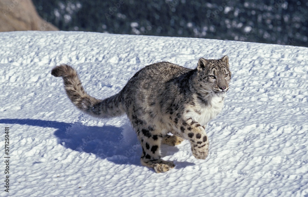 Snow Leopard or Ounce, uncia uncia, Adult running on Snow Snow Leopard or Ounce, uncia uncia, Adult running on Snow