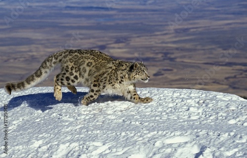 Snow Leopard or Ounce, uncia uncia, Adult running on Snow © slowmotiongli