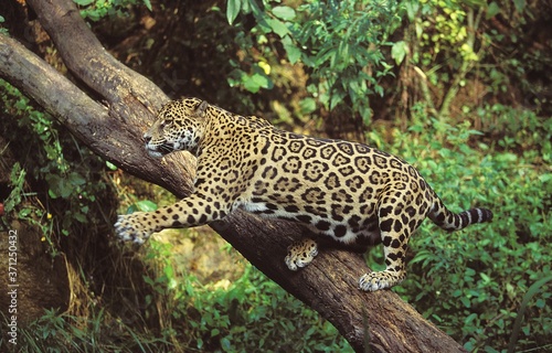 Jaguar  panthera onca  Adult hunting