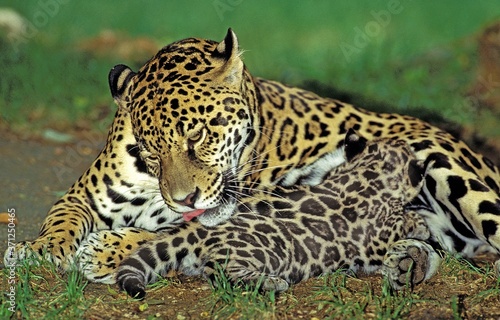 Jaguar, panthera onca, Mother licking its Cub, suckling