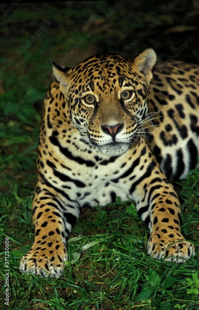 Naklejka premium Jaguar, panthera onca, Female